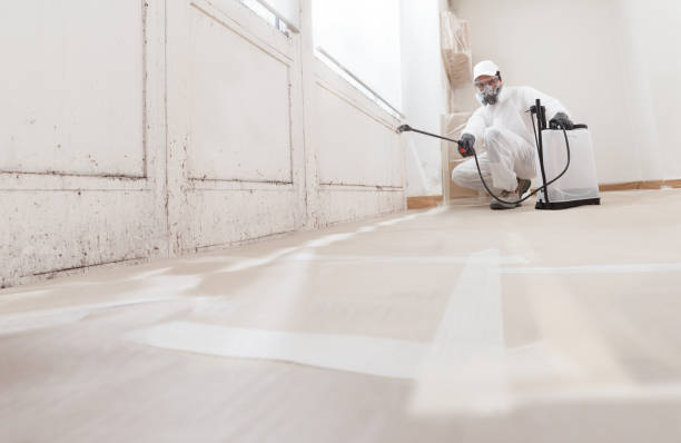 24/7 Emergency Basement Mold Removal experts in Hazlet, NJ