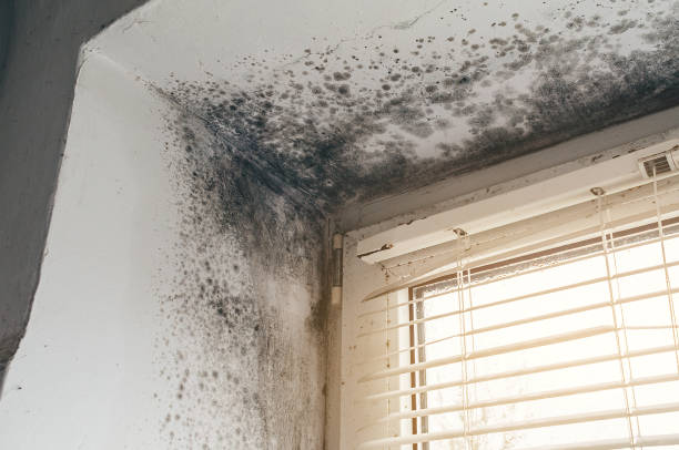 Affordable Basement Mold Removal solutions in Hazlet, NJ